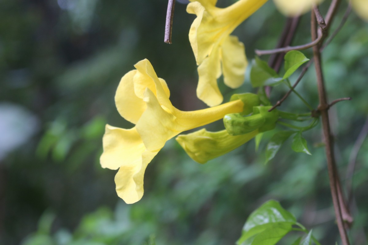 Dolichandra unguis-cati (L.) L.G.Lohmann